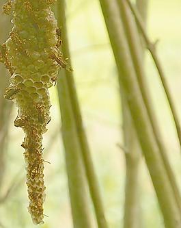 蜂巢圖片