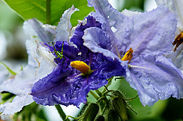 位圖 植物攝影 花卉 花朵 免費(fèi)素材