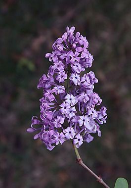 位圖 植物攝影 花卉 花朵 免費(fèi)素材