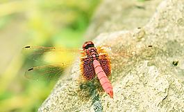 紅蜻蜓圖片
