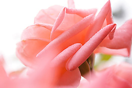 位圖 植物攝影 花卉 花朵 數(shù)碼照片 免費(fèi)素材