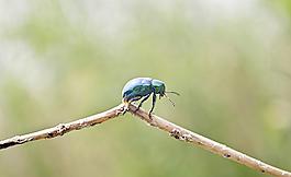 蓝色甲虫图片