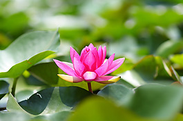位圖 植物攝影 花卉 花朵 免費(fèi)素材