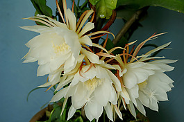 位圖 植物攝影 花卉 花朵 免費素材