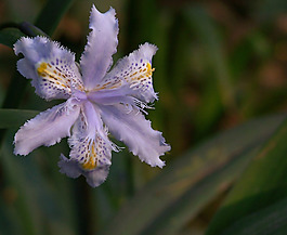 位圖 植物攝影 花卉 花朵 免費素材