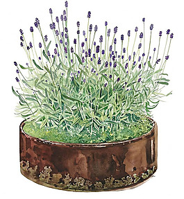 位圖 植物插畫(huà) 柘植彩子 藝術(shù)效果 水彩 免費(fèi)素材