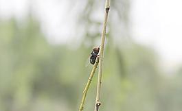 蒼蠅圖片