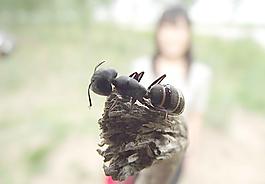 螞蟻圖片