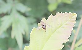 蜜蜂圖片