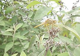 蜻蜓圖片