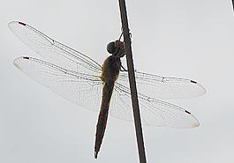 蜻蜓圖片