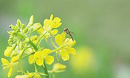 油菜花图片