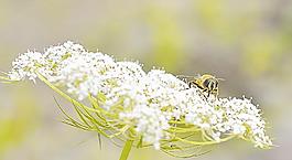 蜜蜂圖片