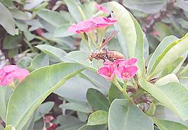 勤勞的蜜蜂圖片
