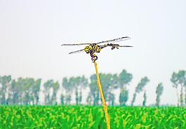 蜻蜓圖片