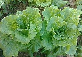生菜圖片