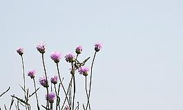 蝶恋花图片