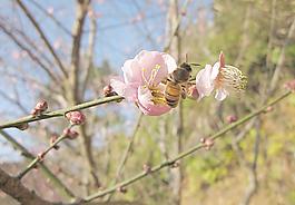 阳光下的梅花和蜜蜂图片