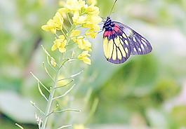 蝴蝶黃花菜圖片