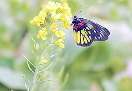 蝴蝶黃花菜圖片