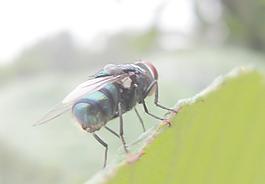 蒼蠅圖片