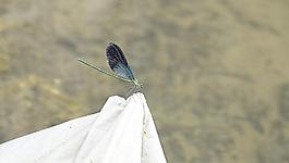 蜻蜓圖片