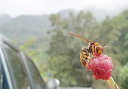 馬蜂圖片