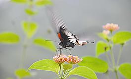蝶恋花图片