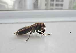黃蜂圖片