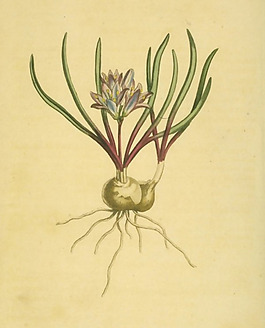 位圖 植物 花朵 藝術(shù)效果 工筆 免費(fèi)素材