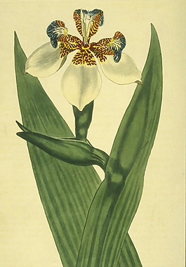 位圖 植物 花卉 花朵 藝術(shù)效果 免費素材