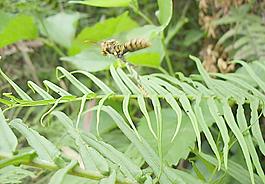 大黃蜂圖片