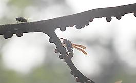 蜂子圖片