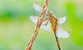 蜻蜓圖片
