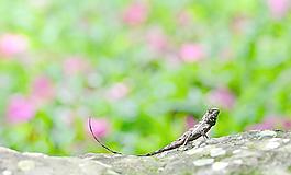 蜥蜴圖片