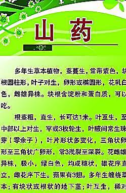 蔬菜 山藥圖片
