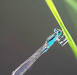 小精靈圖片