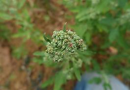 灰菜图片