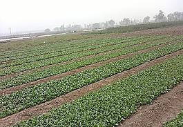 田野風景圖片