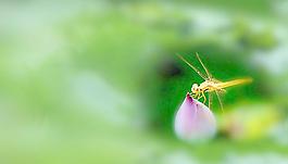 蜻蜓圖片