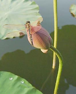 蜻蜓圖片