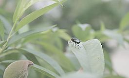 蒼蠅圖片