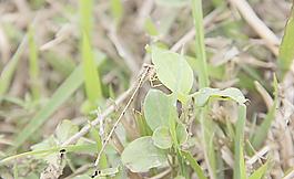 蜻蜓圖片