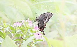 蝶吻花圖片
