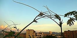 糾結(jié)圖片