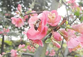 蜜蜂圖片