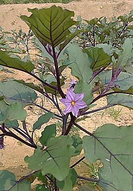 茄子花圖片