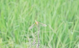 蜻蜓圖片