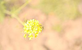 勤勞蜜蜂圖片
