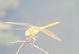 黃蜻蜓圖片